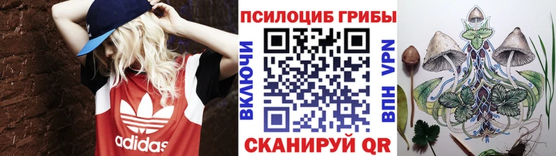 Купить  Малая Вишера  Галлюциногенные грибы Psilocybe 